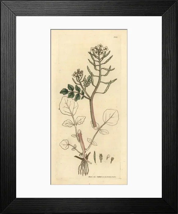 Framed Print : Watercress, Nasturtium officinale Framed Print : Watercress, Nasturtium officinale