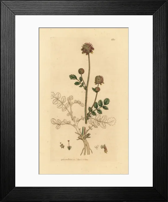Framed Print : Common burnet, Sanguisorba minor