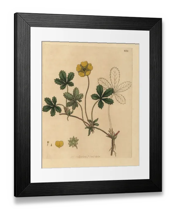 Framed Print : Silverweed or wild tansey, Potentilla anserina Framed Print : Silverweed or wild tansey, Potentilla anserina