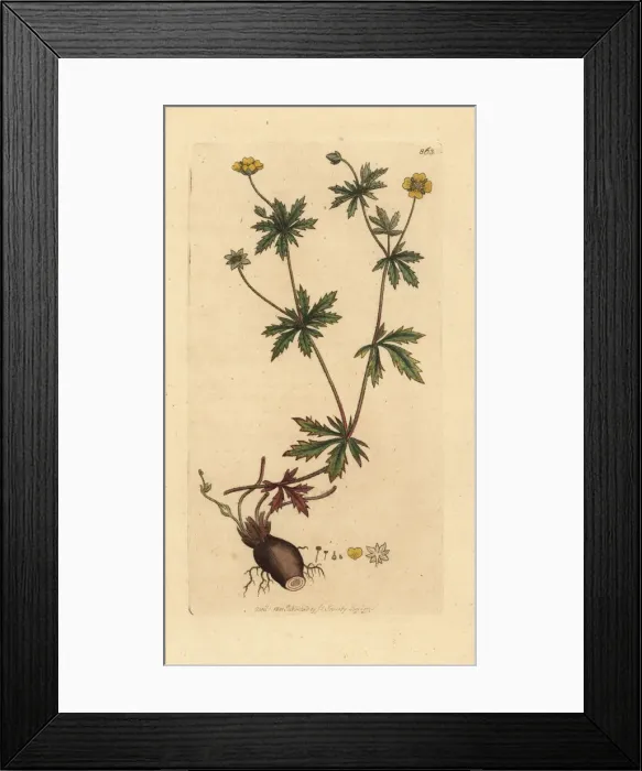 Framed Print : Common tormentil, Potentilla erecta Framed Print : Common tormentil, Potentilla erecta