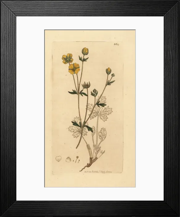 Framed Print : Trailing tormentil, Potentilla reptans Framed Print : Trailing tormentil, Potentilla reptans