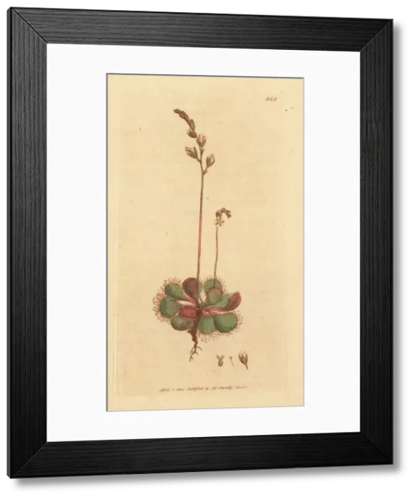 Framed Print : English or long-leaved sundew, Drosera anglica Framed Print : English or long-leaved sundew, Drosera anglica