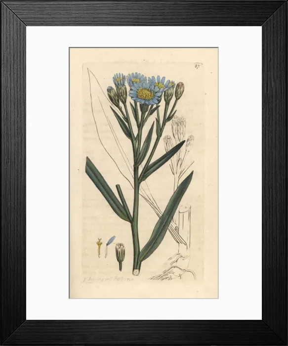 Framed Print : Sea aster, Tripolium pannonicum subsp. tripolium Framed Print : Sea aster, Tripolium pannonicum subsp. tripolium