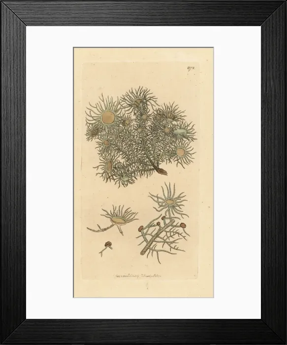 Framed Print : Flowery lichen, Usnea florida Framed Print : Flowery lichen, Usnea florida