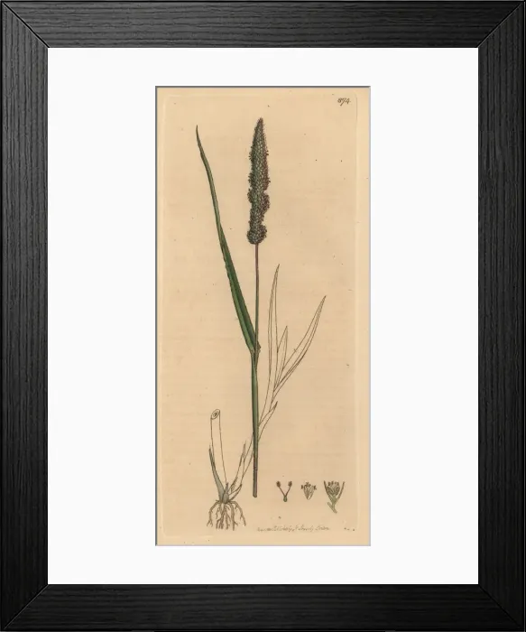 Framed Print : Bristly foxtail grass, Setaria verticillata Framed Print : Bristly foxtail grass, Setaria verticillata