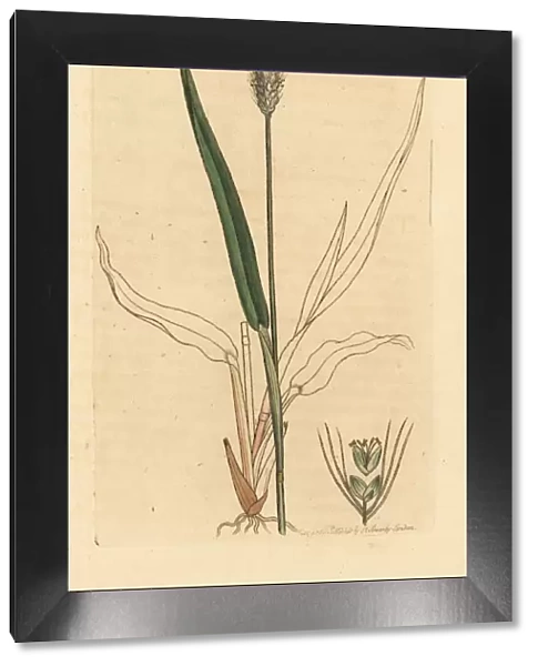 Green foxtail grass, Setaria viridis