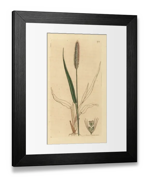 Framed Print : Green foxtail grass, Setaria viridis Framed Print : Green foxtail grass, Setaria viridis