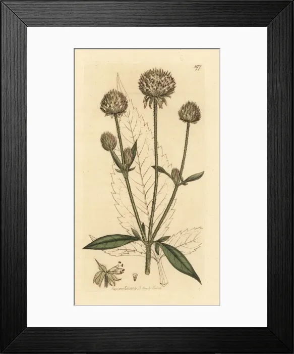 Framed Print : Small teasel, Dipsacus pilosus Framed Print : Small teasel, Dipsacus pilosus