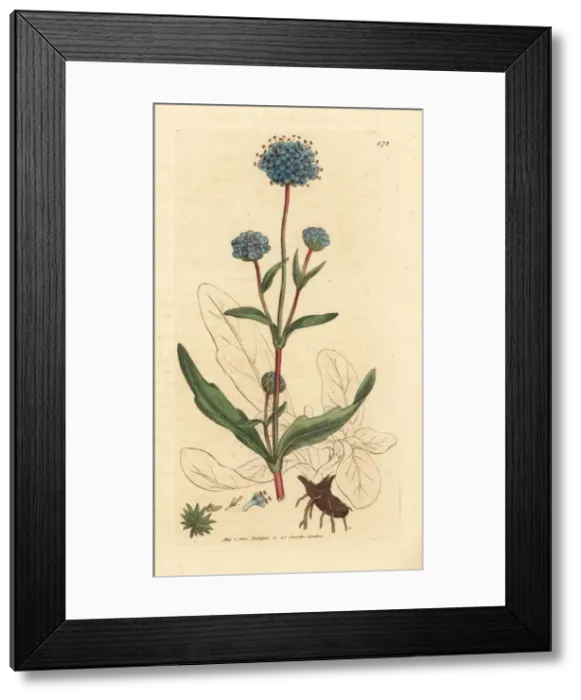 Framed Print : Devils bit scabious, Succisa pratensis Framed Print : Devils bit scabious, Succisa pratensis