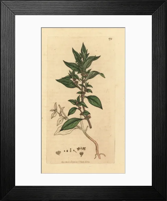 Framed Print : Pellitory of the wall, Parietaria officinalis Framed Print : Pellitory of the wall, Parietaria officinalis