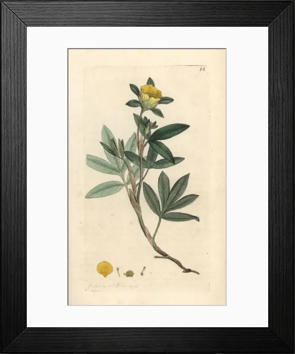 Framed Print : Shrubby cinquefoil, Dasiphora fruticosa Framed Print : Shrubby cinquefoil, Dasiphora fruticosa