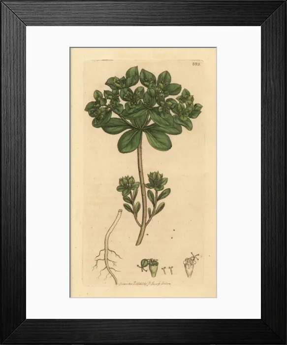 Framed Print : Sun spurge, Euphorbia helioscopia Framed Print : Sun spurge, Euphorbia helioscopia