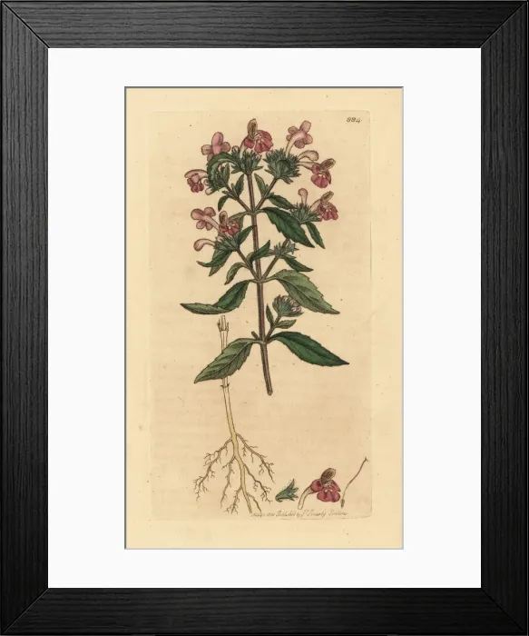 Framed Print : Red hempnettle, Galeopsis ladanum Framed Print : Red hempnettle, Galeopsis ladanum