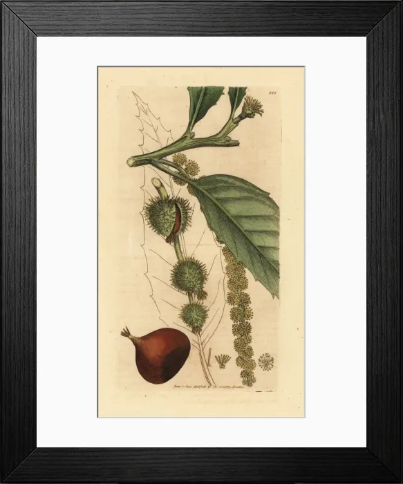 Framed Print : Sweet chestnut tree, Fagus castanea Framed Print : Sweet chestnut tree, Fagus castanea