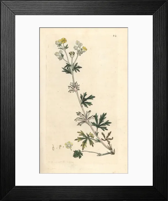 Framed Print : Hoary cinquefoil, Potentilla argentea Framed Print : Hoary cinquefoil, Potentilla argentea