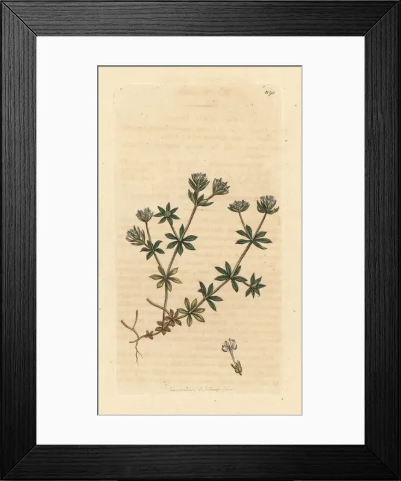 Framed Print : Blue sherardia, Sherardia arvensis Framed Print : Blue sherardia, Sherardia arvensis