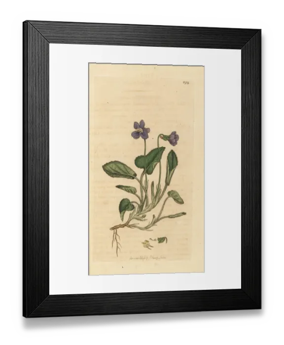 Framed Print : Hairy violet, Viola hirta Framed Print : Hairy violet, Viola hirta