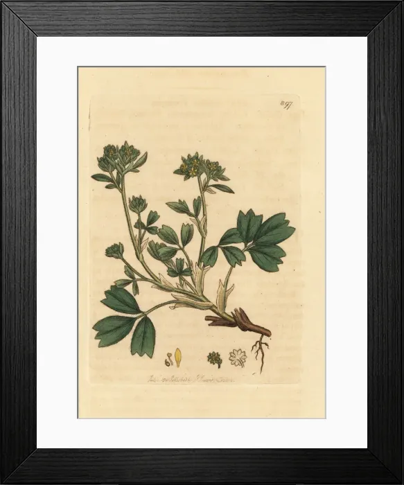 Framed Print : Creeping sibbaldia, Sibbaldia procumbens Framed Print : Creeping sibbaldia, Sibbaldia procumbens