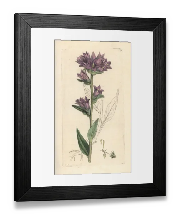 Framed Print : Clustered bellflower, Campanula glomerata Framed Print : Clustered bellflower, Campanula glomerata