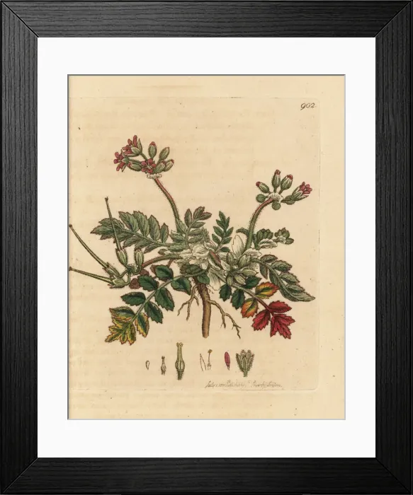 Framed Print : Musky storks bill, Erodium moschatum Framed Print : Musky storks bill, Erodium moschatum