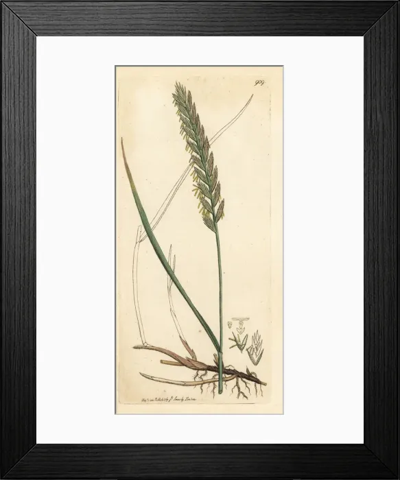 Framed Print : Creeping wheat-grass or couch grass, Triticum repens Framed Print : Creeping wheat-grass or couch grass, Triticum repens