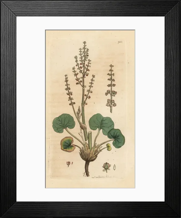 Framed Print : Mountain sorrel, Oxyria digyna Framed Print : Mountain sorrel, Oxyria digyna