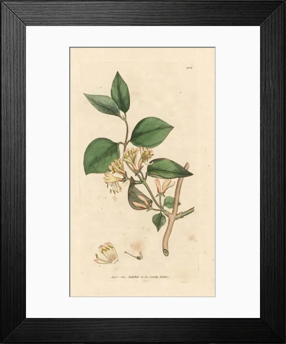 Framed Print : Upright or fly honeysuckle, Lonicera xylosteum Framed Print : Upright or fly honeysuckle, Lonicera xylosteum