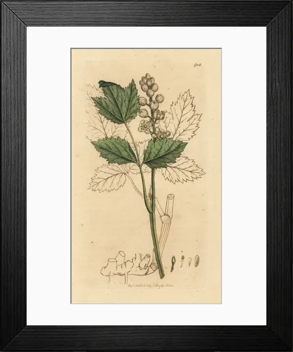 Framed Print : Herb Christopher or baneberries, Actaea spicata Framed Print : Herb Christopher or baneberries, Actaea spicata