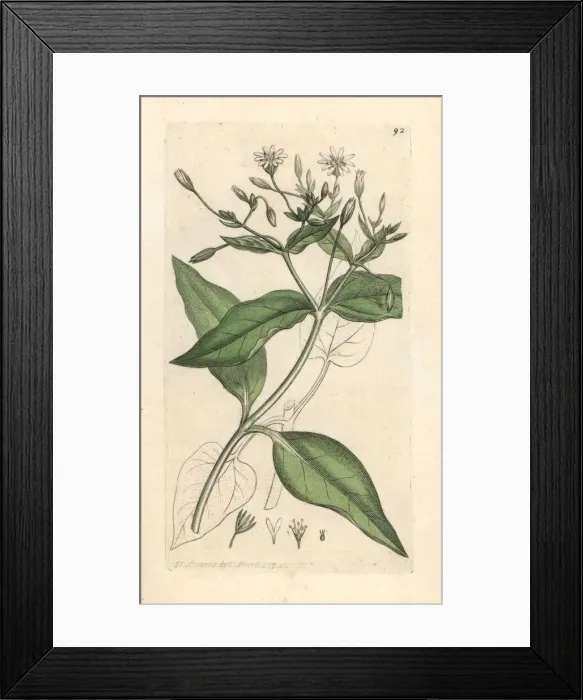Framed Print : Wood stichwort, Stellaria nemorum Framed Print : Wood stichwort, Stellaria nemorum