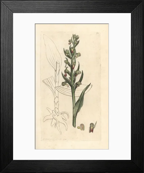 Framed Print : Frog orchid, Dactylorhiza viridis Framed Print : Frog orchid, Dactylorhiza viridis