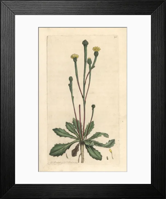 Framed Print : Swines succory, Arnoseris minima Framed Print : Swines succory, Arnoseris minima