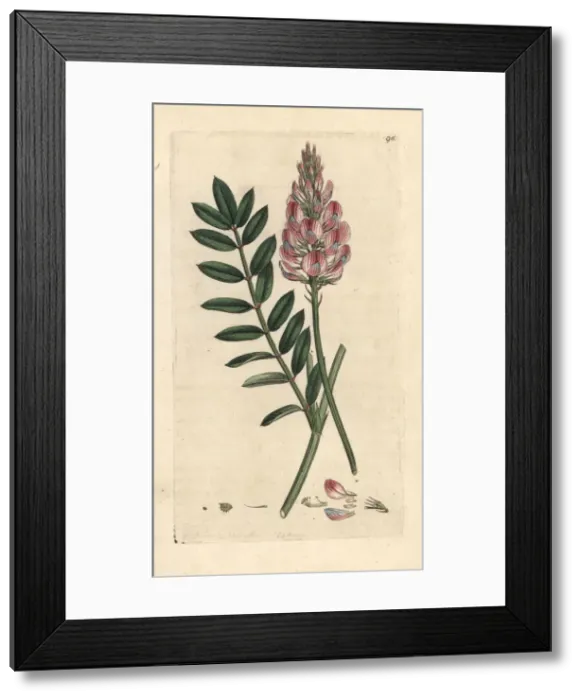 Framed Print : Common sainfoin, Onobrychis viciifolia Framed Print : Common sainfoin, Onobrychis viciifolia