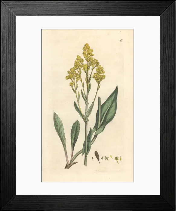 Framed Print : Woad, Isatis tinctoria Framed Print : Woad, Isatis tinctoria