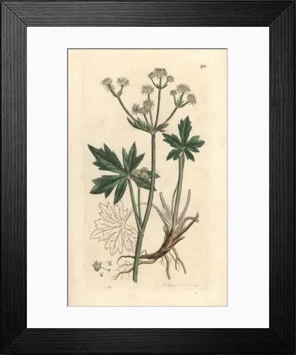 Framed Print : Wood sanicle, Sanicula europaea Framed Print : Wood sanicle, Sanicula europaea