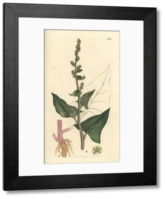 Framed Print : Good King Henry, Chenopodium bonus-henricus