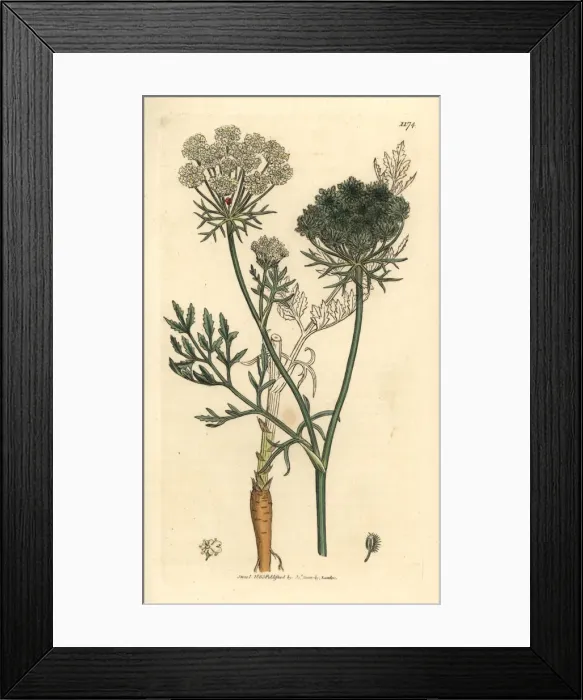 Framed Print : Wild carrot, Daucus carota Framed Print : Wild carrot, Daucus carota
