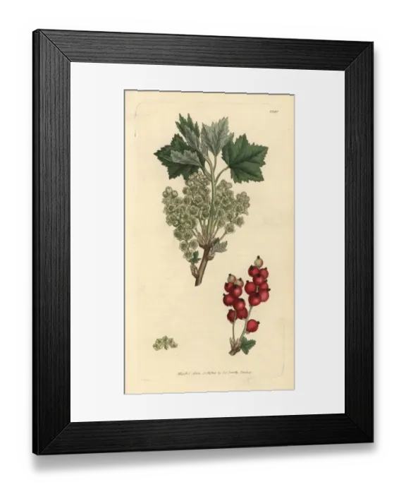Framed Print : Redcurrant, Ribes spicatum Framed Print : Redcurrant, Ribes spicatum