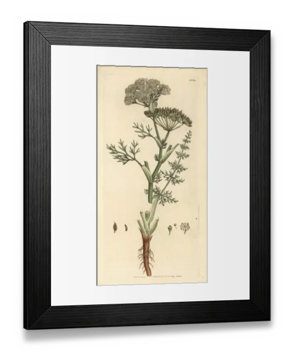 Framed Print : Caraway, Carum carvi Framed Print : Caraway, Carum carvi