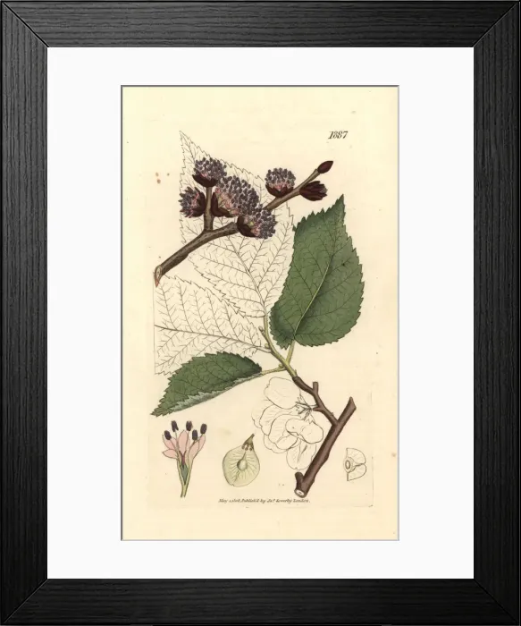 Framed Print : Wych elm or Scots elm, Ulmus glabra Framed Print : Wych elm or Scots elm, Ulmus glabra