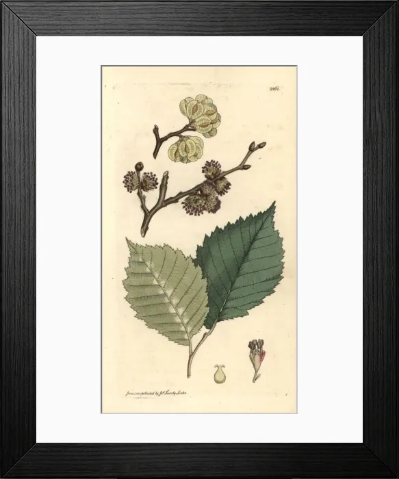 Framed Print : Field elm, Ulmus minor Framed Print : Field elm, Ulmus minor