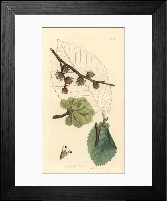 Framed Print : Wych elm or Scots elm, Ulmus glabra Framed Print : Wych elm or Scots elm, Ulmus glabra