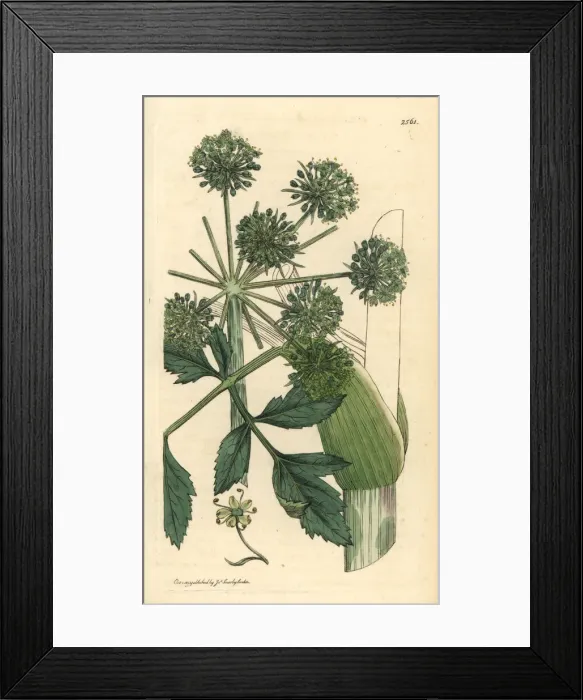 Framed Print : Garden angelica or wild celery, Angelica archangelica Framed Print : Garden angelica or wild celery, Angelica archangelica