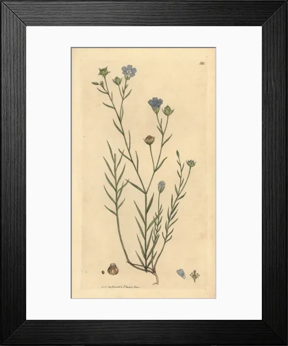 Framed Print : Pale flax, Linum angustifolium Framed Print : Pale flax, Linum angustifolium