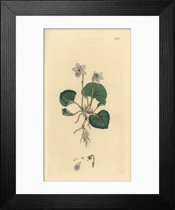 Framed Print : Marsh violet, Viola palustris Framed Print : Marsh violet, Viola palustris