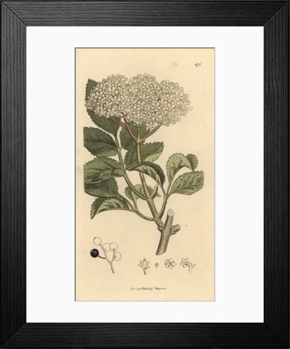 Framed Print : Elderberry, Sambucus nigra Framed Print : Elderberry, Sambucus nigra