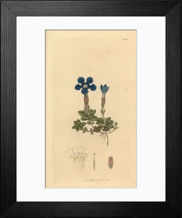 Framed Print : Spring gentian, Gentiana verna Framed Print : Spring gentian, Gentiana verna