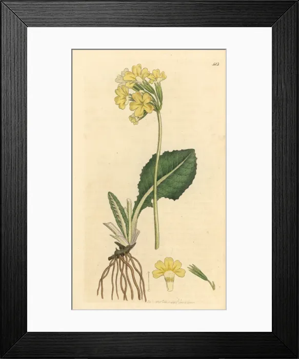 Framed Print : True oxlip, Primula elatior Framed Print : True oxlip, Primula elatior
