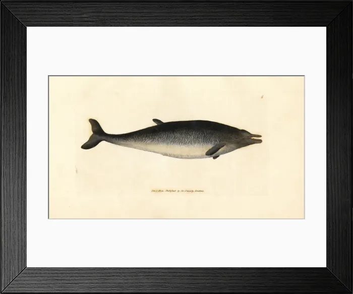 Framed Print : Sowerbys beaked whale, Mesoplodon bidens Framed Print : Sowerbys beaked whale, Mesoplodon bidens
