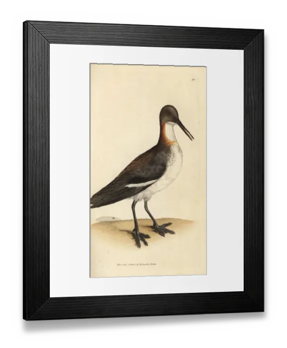 Framed Print : Red-necked phalarope, Phalaropus lobatus Framed Print : Red-necked phalarope, Phalaropus lobatus