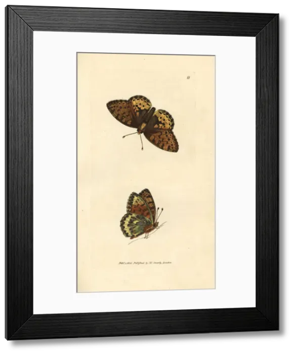 Framed Print : Dark green fritillary, Argynnis aglaia Framed Print : Dark green fritillary, Argynnis aglaia